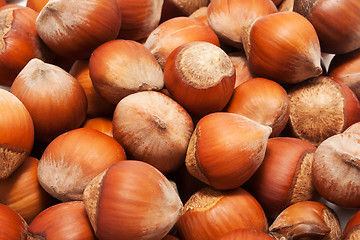 Image showing Hazelnuts or filbert