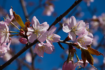 Image showing Cherry blossom