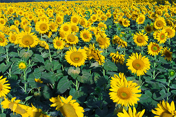 Image showing Sunflowers