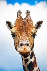 Image showing Giraffe