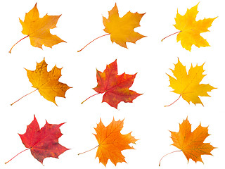 Image showing Maple leaves
