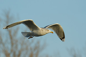 Image showing Seagull in flight