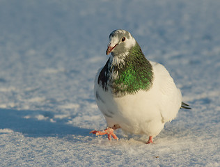 Image showing Dove in the snow