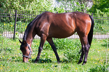 Image showing Horse