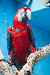 Image showing Ara parrot