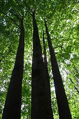 Image showing Green forest