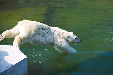 Image showing Polar bear