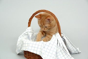 Image showing Kitten and basket