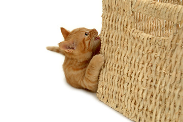 Image showing Playful kitten