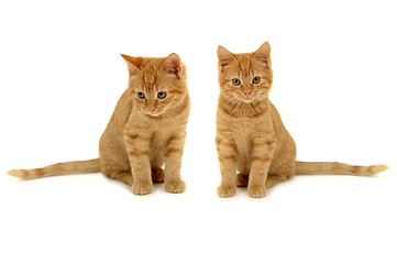 Image showing Twin kittens