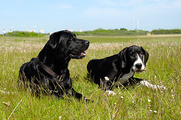 Image showing Dogs in the grass