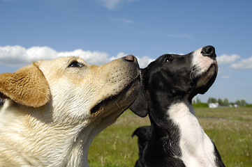 Image showing Dogs looking up