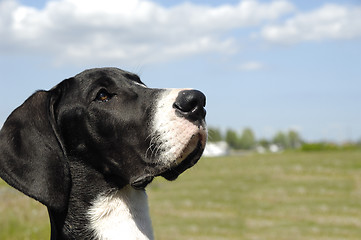 Image showing Puppy looking