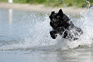 Image showing Black dog in water