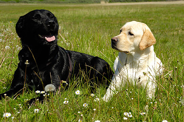 Image showing Black and white dogs