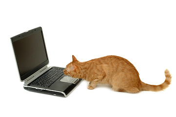 Image showing Cat is looking at laptop