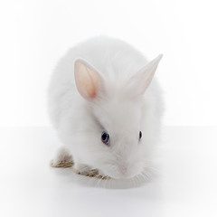 Image showing White rabbit isolated on white background