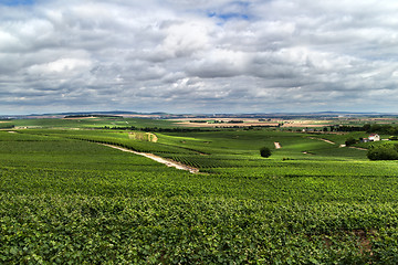 Image showing Vineyard landscape, Montagne de Reims, France