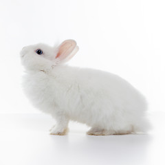 Image showing White rabbit isolated on white background