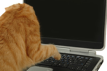 Image showing Cat is using laptop