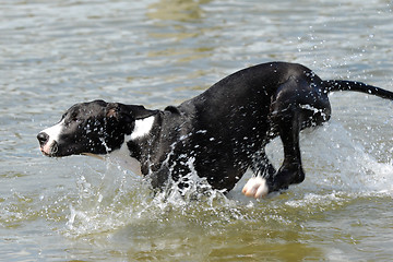 Image showing Great Dane running in water