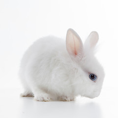 Image showing White rabbit isolated on white background