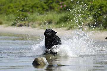 Image showing Black dog running in water