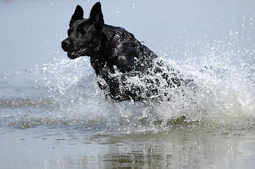 Image showing Black dog in the water