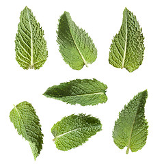 Image showing green mint isolated on white