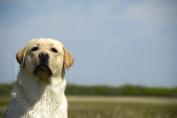 Image showing Dog and field