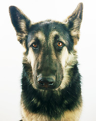 Image showing Young german shepherd dog