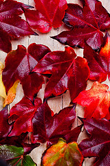 Image showing autumn leaves background