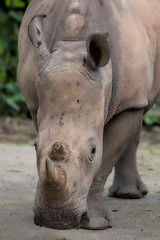 Image showing White Rhino