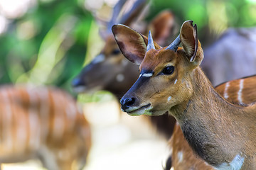 Image showing African Antelopes