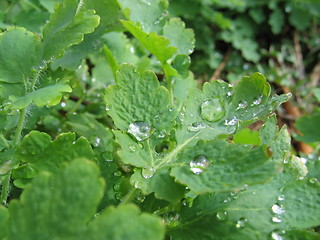 Image showing Taken a shower