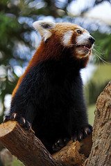 Image showing Red Panda