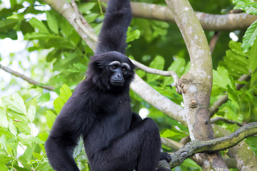 Image showing Siamang Gibbon