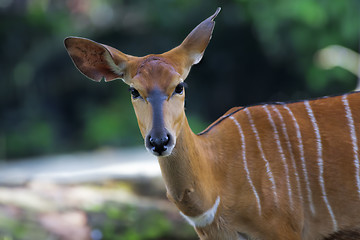 Image showing African Antelopes