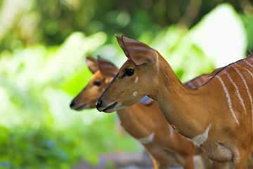 Image showing African Antelopes