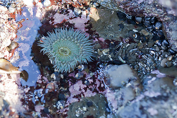 Image showing anemone in tide pool