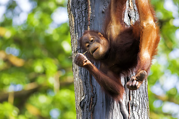 Image showing Borneo Orangutan