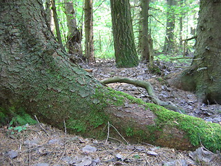 Image showing Virgin forest