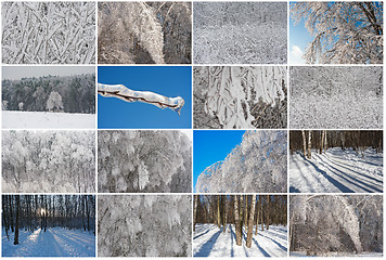 Image showing Winter forest