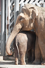 Image showing Elephant