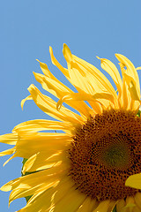 Image showing Sunflower (Helianthus annuus)