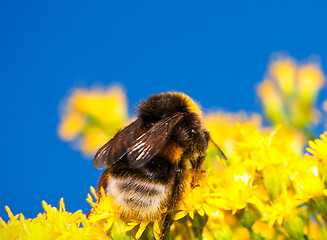 Image showing Bumblebee