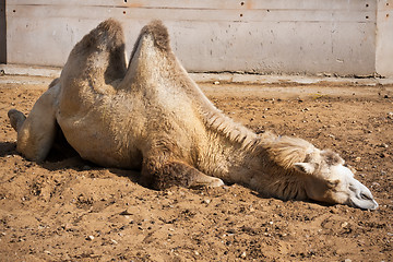 Image showing Camel