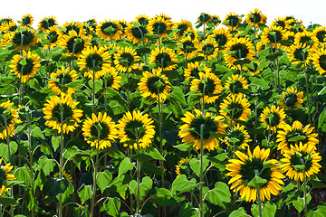 Image showing Sunflowers