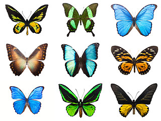 Image showing Tropical butterflies