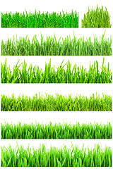 Image showing Green grass